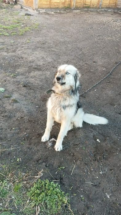 Отдам собаку хаски