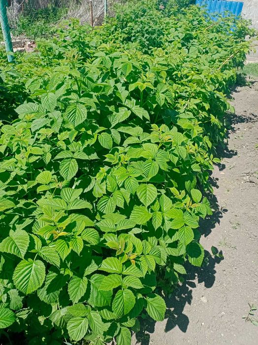 Продам саженцы малины Цена за 1 Куст 300 тг Район Селекционный