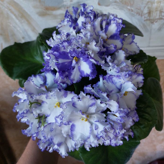 Фиалки сортовые черенки