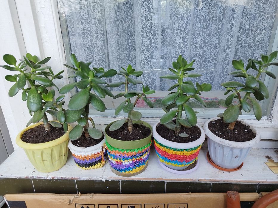 Продам комнатные цветы