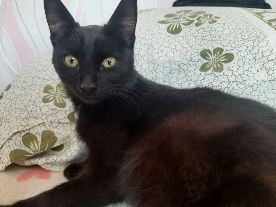 Молодая кошечка ищет хозяина