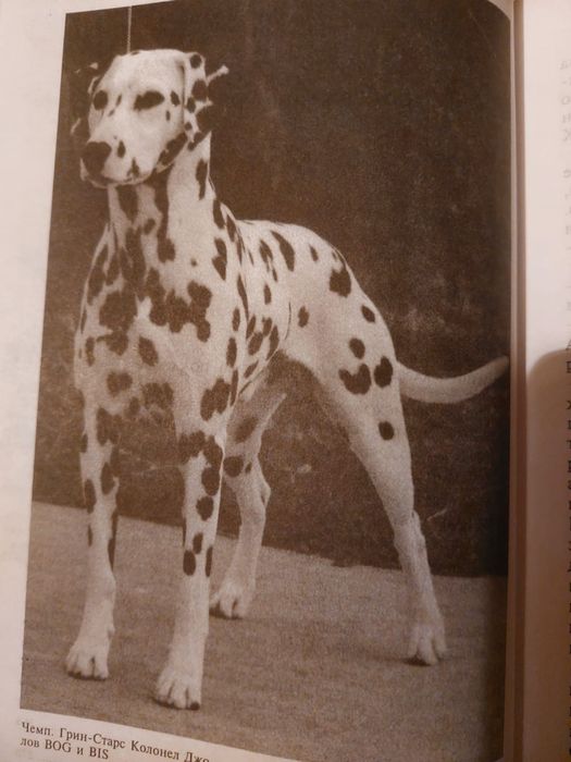 Далматин  порода