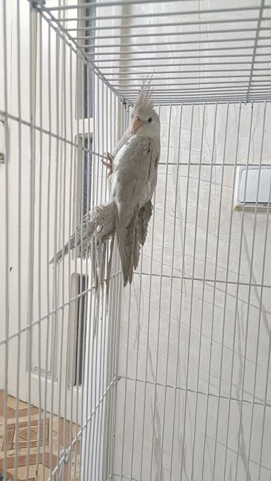 Папугай сатылады