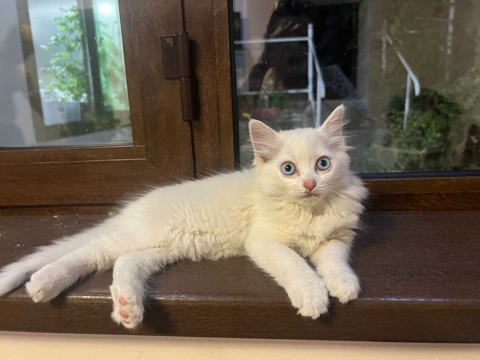 Котята, возраст 2 месяца