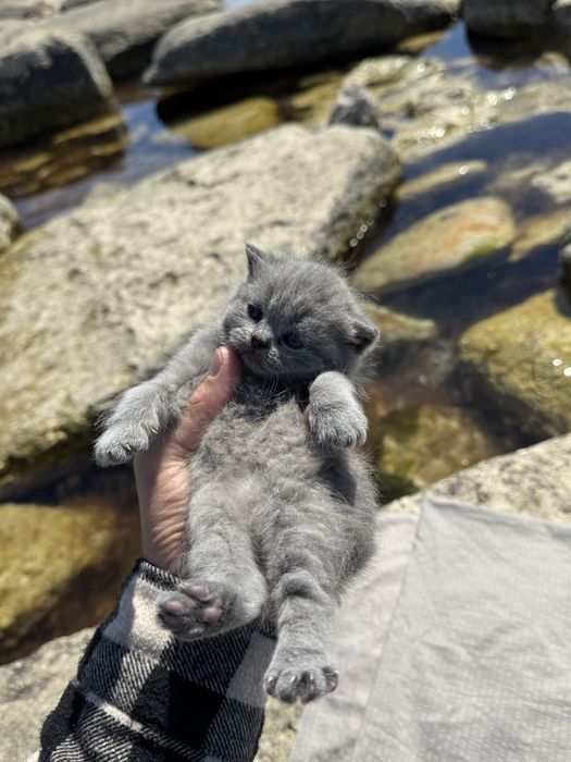 Элитные вислоухие котята