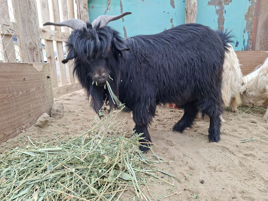 Теке, туша сатылады