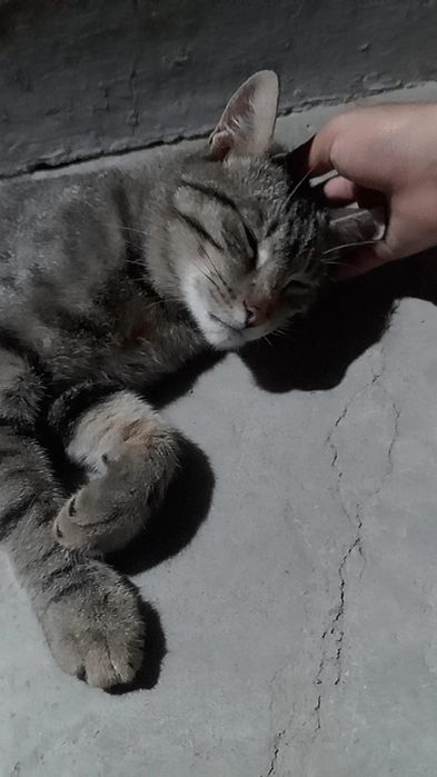 BDSM lezbiyen tasmali