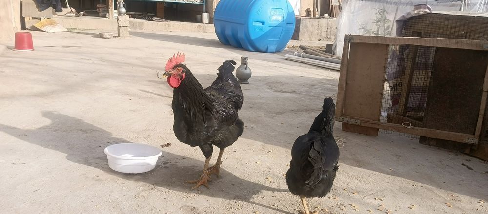 Qora shaxzoda tovuq xuroz 2+1