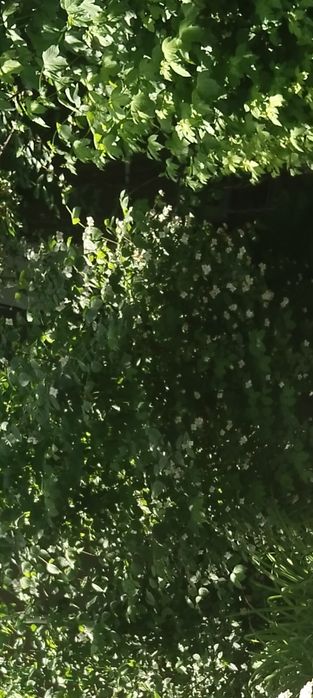 Продается жасмин для сада(чубушник)