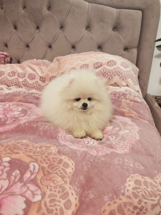 Pomeranian mascul 5 luni