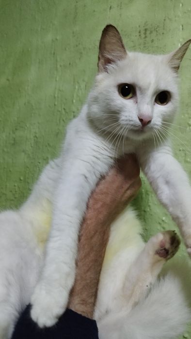 Отдам в добрые руки