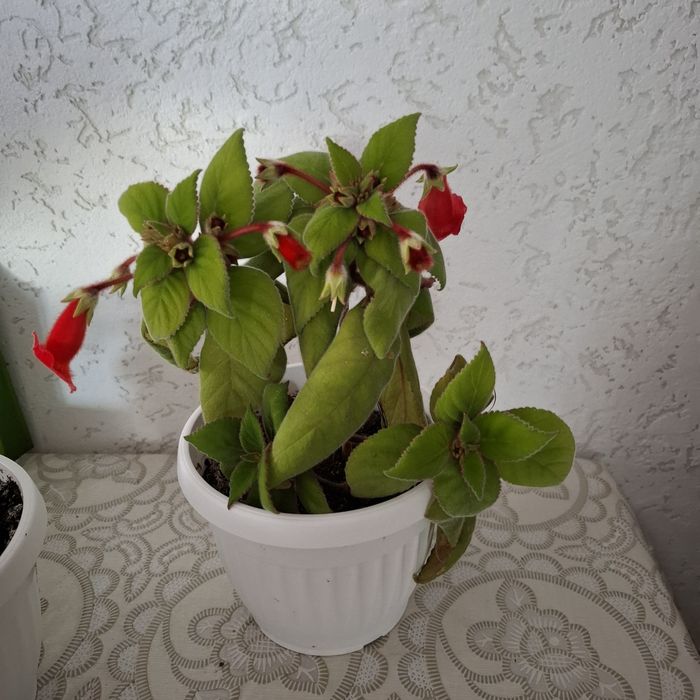 Колерия стайно цвете