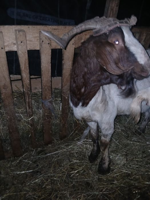 Vand 2 tapi frumosi si buni