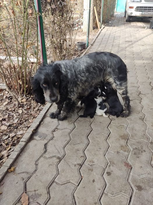 Кокер спаниель русский