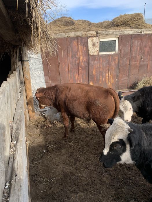 Потсос 3 штттттт