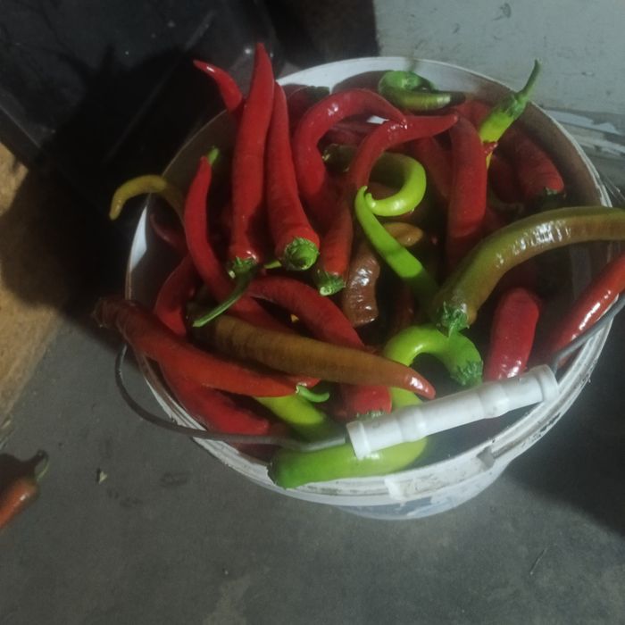 Продам горький перец, домашний 800тг