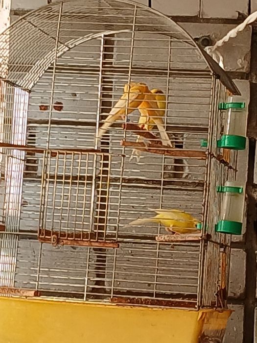 Кенары и канарейки.