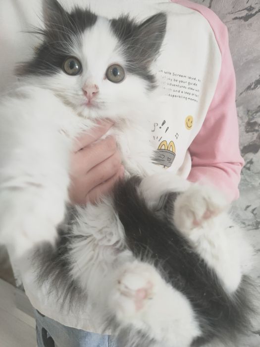 Отдам в добрые руки бесплатно