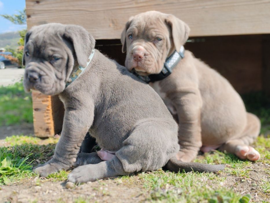 Cane corso disponibile