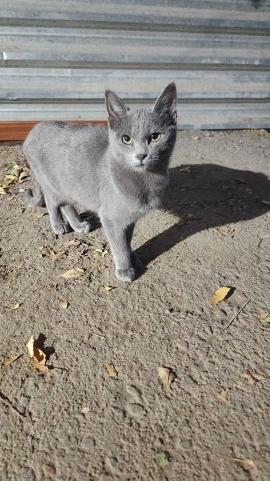 Отдам котят мальчиков в хорошие руки