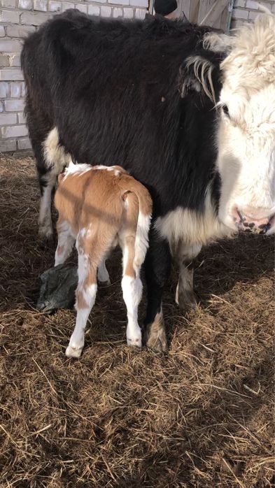 10 бас буаз сиырлар сатылады