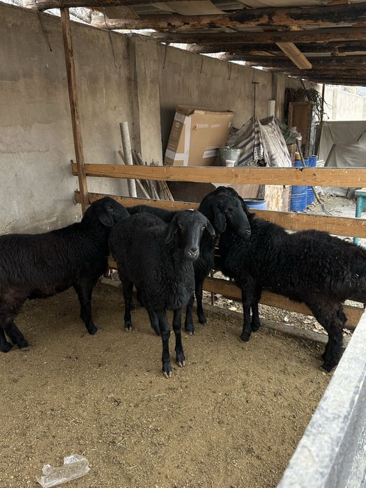 Қой сатылады келісеміз