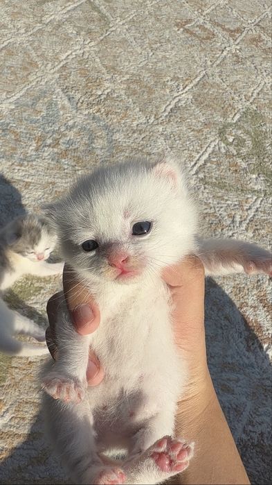 котята веслоухие