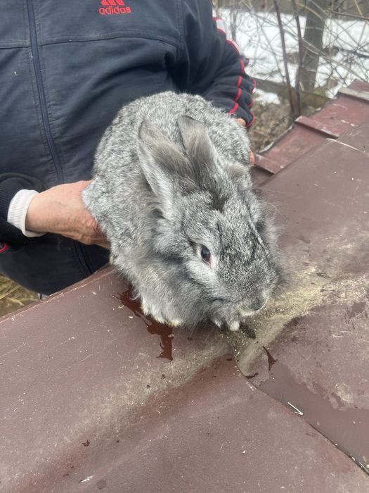 Vând iepuri de casă