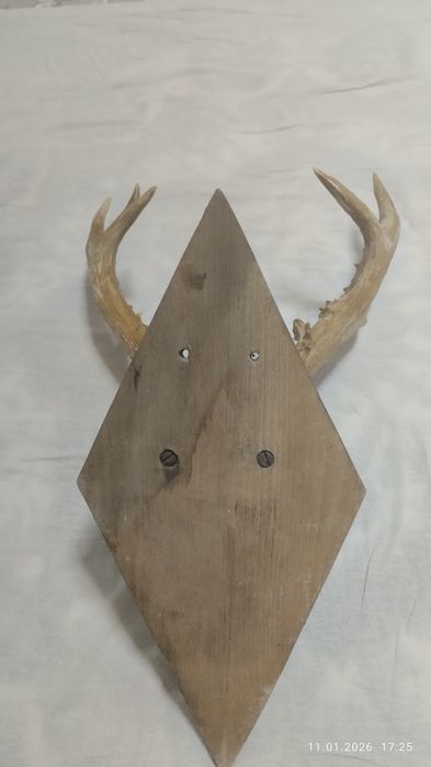 Кийик Шохи оригинал нархи 999999 сум