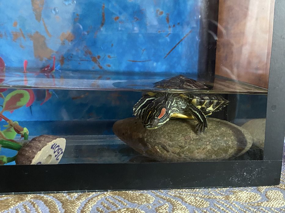 Продам черепаха