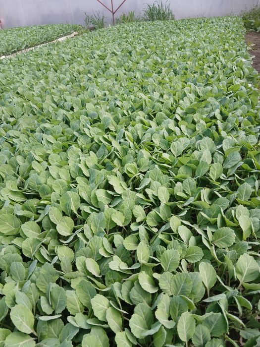 Vând răsad de varză