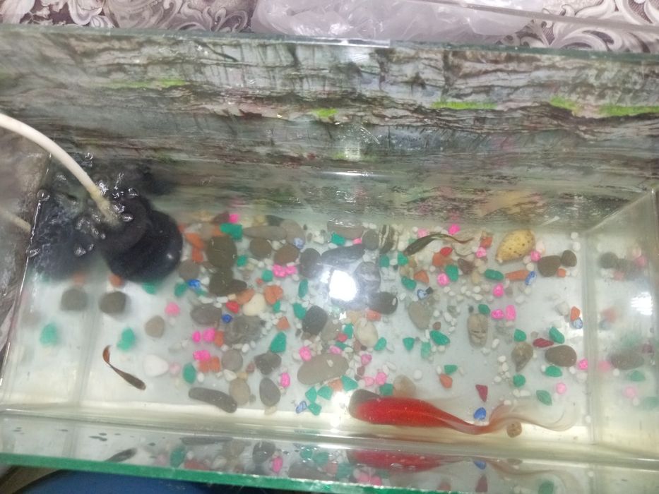 Продам аквариум с рыбками