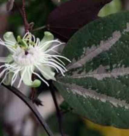 Продам пассифлоры