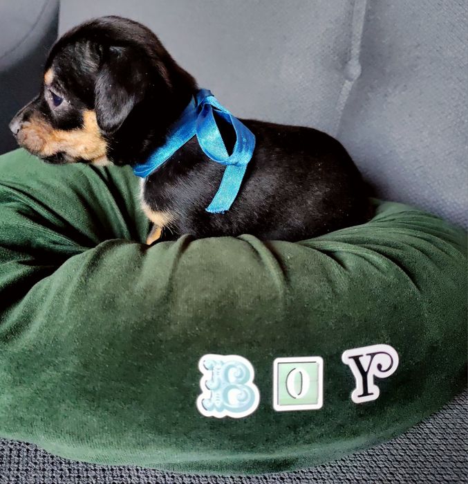 Caine Teckel Dachshund
