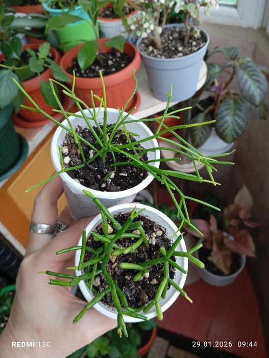 Продам комнатные растения