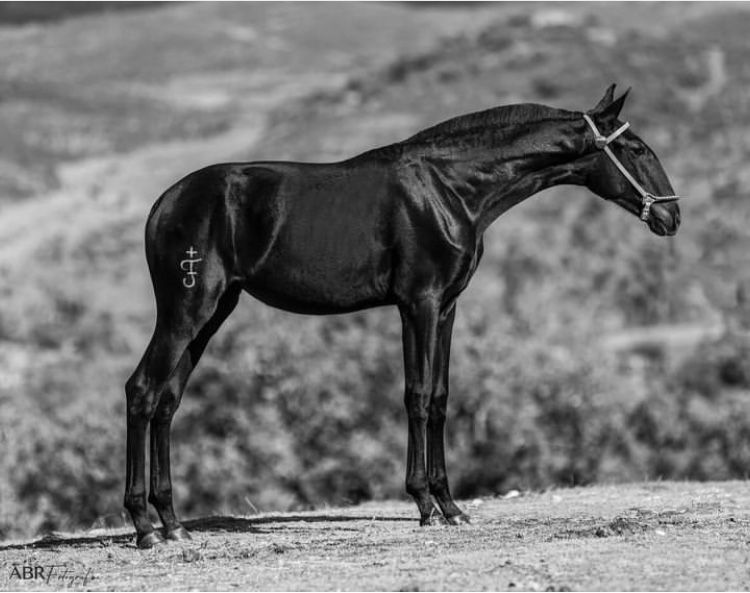 Танба басу Клеймо 2000тенге