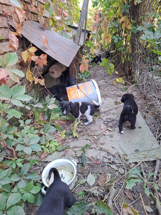 Cățeluși adorabili pentru adopție!