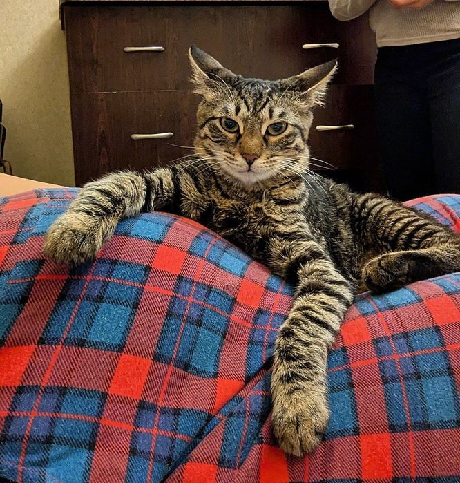 Ищем дом для Моти