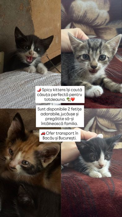 Adoptie pisici Bacau