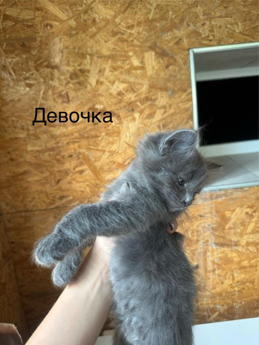 котятя в добрые руки