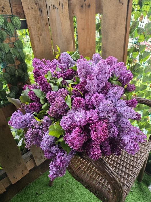 Сирень Букеты Элитная