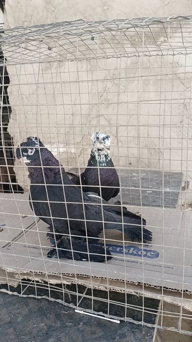 Голуби гульсари пара