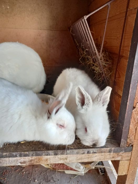 Iepuri californian pui