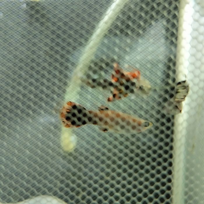 Продам гуппи самцы