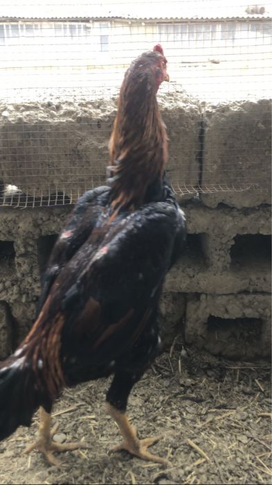 Тоза қон япон хуроз сотилади