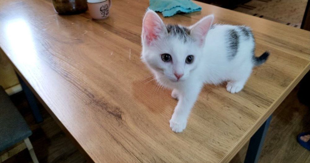 Котята,2мес.белые-мальчик и девочка,черная-девочка
