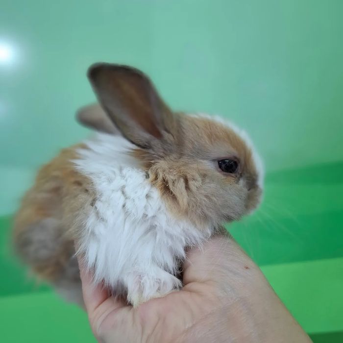 Поступление  карликовых кроликов