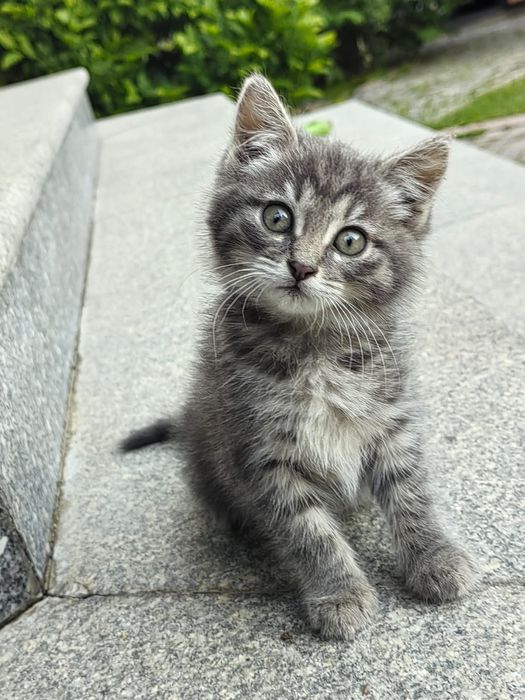 Милый котёнок ищет дом