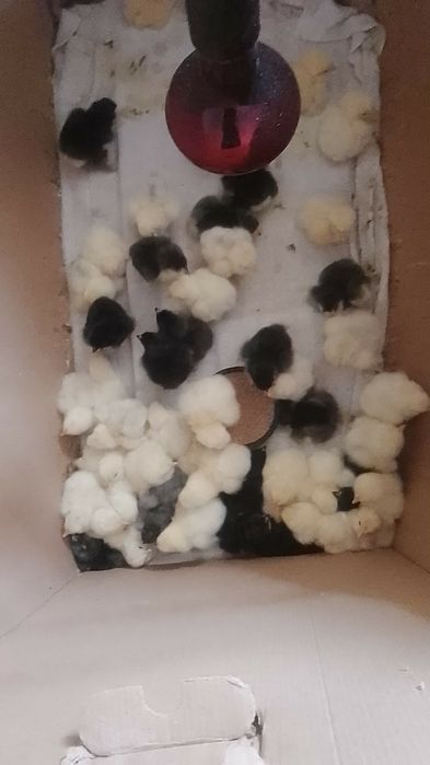 Pui brahma herminat deschis și negru