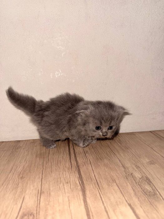 Скоттиш фолд кошка